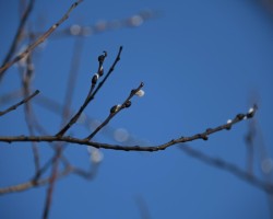 Pussy Willows Photo: AM Dannis