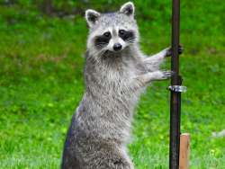 Raccoon Photo: Kathleen Bross