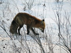 Red Fox Photo: Harriet Szanto