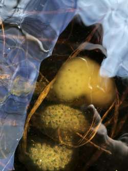 Salamander egg masses Photo: Autumn Baker