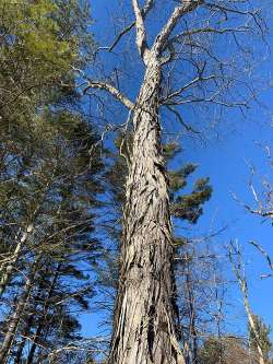 Shagbark hickory Photo: Kristin Kearney