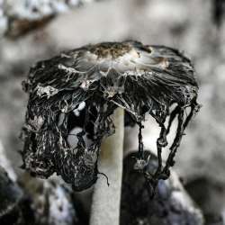 Shaggy mane Photo: Sandy Dannis