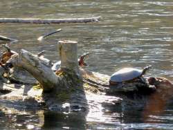 Sunny turtles Photo: Ken Hatch