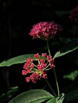 Swamp Milkweed Photo: Charlie Schwarz