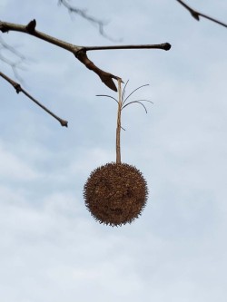 Sycamore fruit Photo: Janice Tassinari