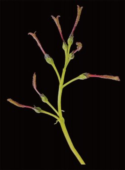 Photographer's Notebook: Tree and Shrub Flowers Photo: Jerry Jenkins