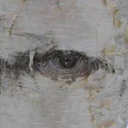 White Birch Eye Photo: AM Dannis