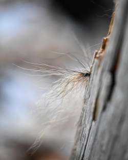 Whitetail fluff Photo: Sandy Dannis