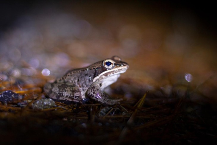 Wood frog