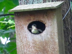 Wood Duck Photo: Linda Maley