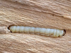 Wood worm Photo: Ross Lanius