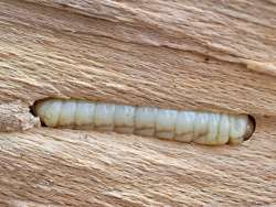 Wood worm Photo: Ross Lanius