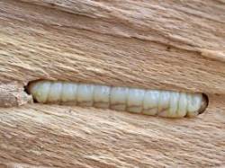 Wood worm Photo: Ross Lanius