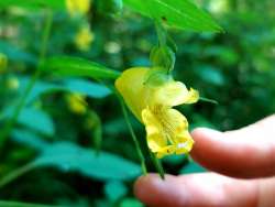 Yellow jewelweed Photo: Katie