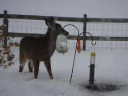 12---deer_at_feeder_18.jpg