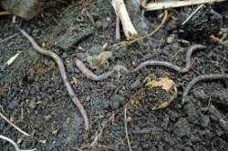 Jumping worms Photo: Geoffrey Bluh
