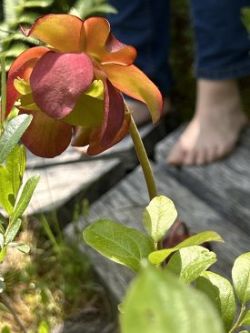 Pitcher plant Photo: Susan Cloutier