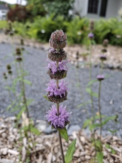 In bloom Photo: Emily S. Rowe