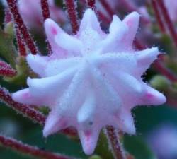 Laurel bud Photo: Ross Lanius