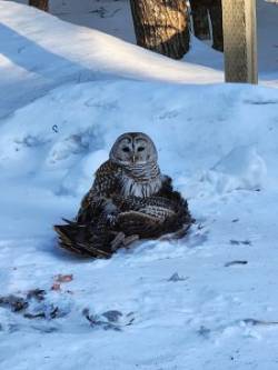 Owl eating turkey Photo: Mark Newman