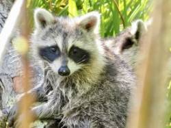 Raccoon kits Photo: Carol Roede