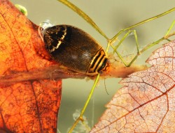 Diving beetle Photo: Christine Young