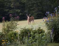 Deer in Flowers Photo: Thomas Ames Jr.