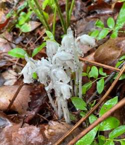 Ghost Plant Photo: Alfred J. Sorensen