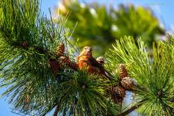 Red crossbill Photo: Benjamin Wymer