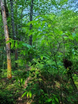 Chestnut saplings Photo: Stephen Fox
