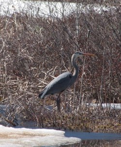 12_april_heron.jpg