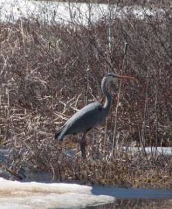 12_april_heron.jpg