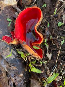 Scarlet cup Photo: Bonita Choly