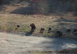 12_april_turkeys_2.jpg