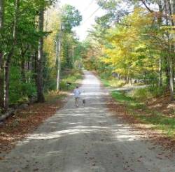 Dog walk Photo: Cindy Morin