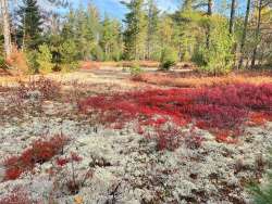 Lichen Photo: Tom Grett