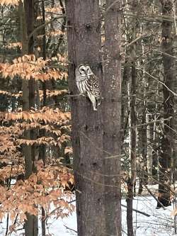 Beautiful owl Photo: Amy Johnson