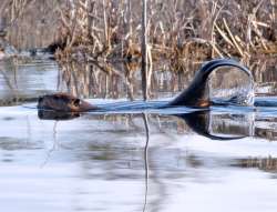 Beaver tail Photo: Kirk Gentalen