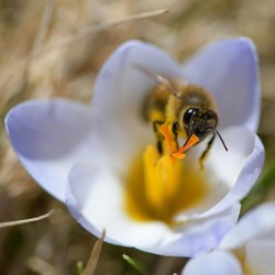 Bee Flower Photo: AM Dannis