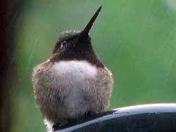 Bird in rain Photo: Cec Snow