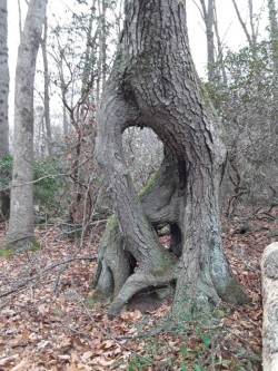 Black Birch Stump Photo: Emery Gluck