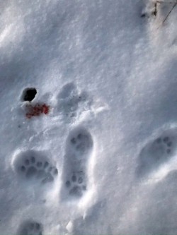 Bobcat tracks Photo: Eleanor Hammond