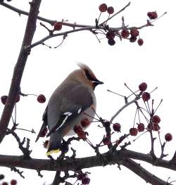 Bohemian waxwing Photo: Ann Griffin