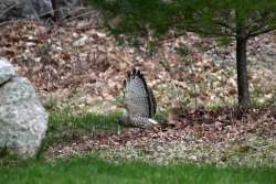 Hawk Photo: Cindy Morin