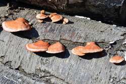 Cinnabar polypore Photo: Judy Sweet