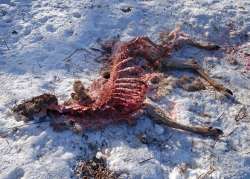 Deer carcass Photo: Geoffrey Bluh