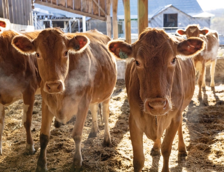 A New Resource to Support Rural Black Landowners