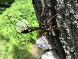 Female ichneumon wasp Photo: Pam Landry