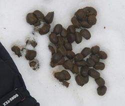 12_first_pile_of_moose_scat_w.jpg