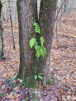 Ferns Photo: Stephen Fox